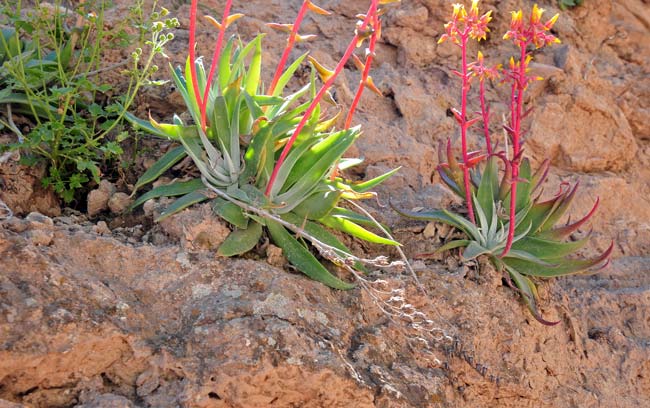 Dudleya collomiae saxosa, Gila County Live-forever, Southwest Desert Flora